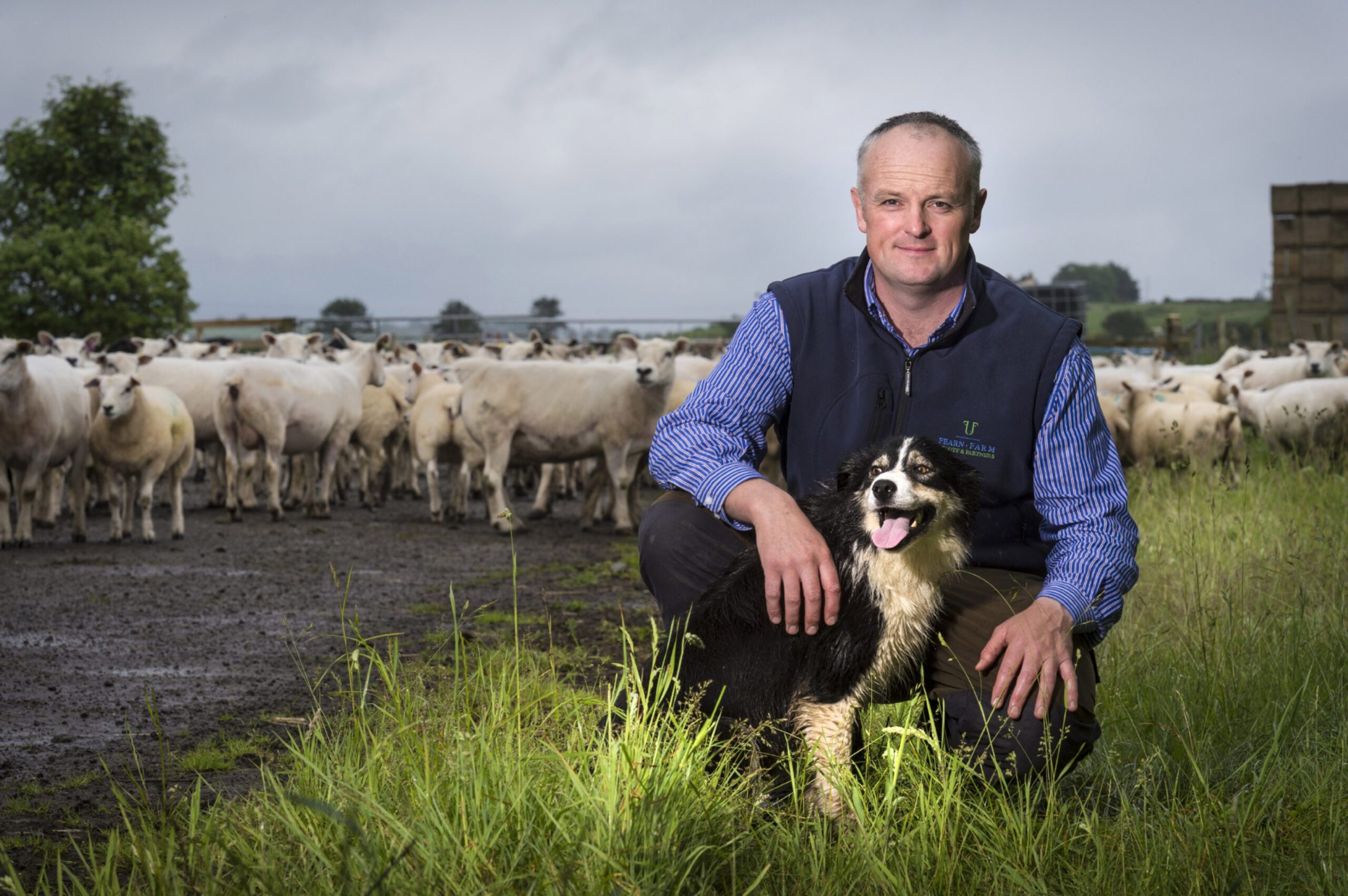 A shepherd with his loyal sheepdog amidst a flock, representing modern agricultural practices.